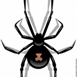 Hot Stuff Sticker Red Back Spider Medium, Vinyl